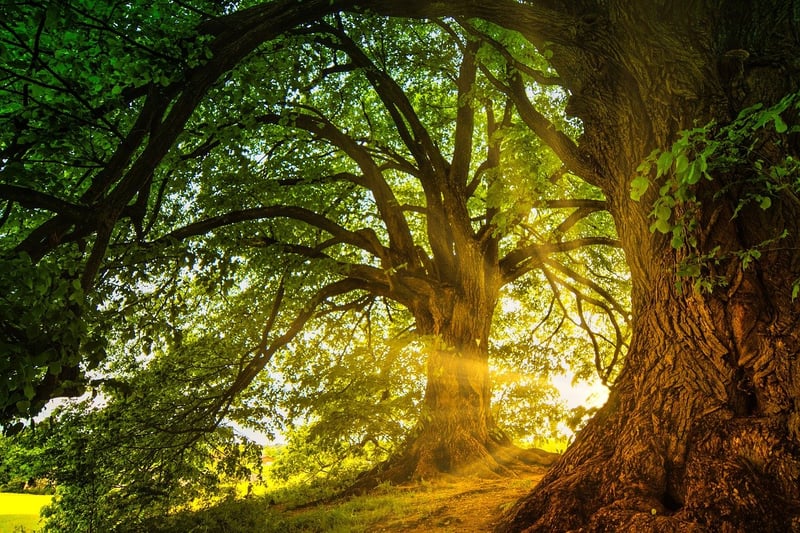 Magical Realms